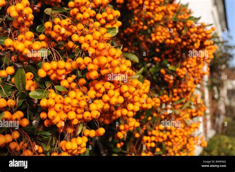 Orange Pyracantha Berries Bush Hi Res Stock Photography And Images Alamy