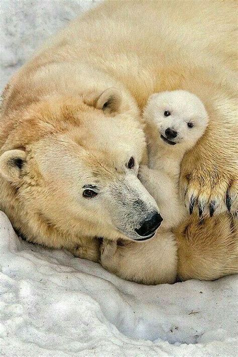 Pin By Amy Schwamberger On Polar Bears Baby Polar Bears Polar Bear