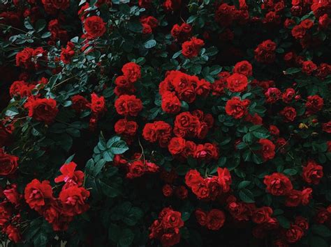 Kirimkan ini lewat email blogthis! Rose Image, Flower, Red, Rose, Roses, Wallpaper, Flowers ...