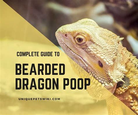 Bearded Dragon Poop Healthy And Unhealthy Signs
