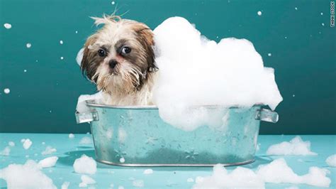 Bath Time For Doggie Save Time And Money