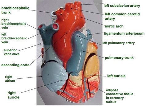Pin By Grace Houtrouw On Studies‍⚕️ Anatomy Models Labeled Human