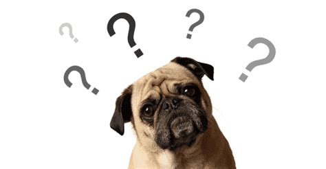 Frequently Asked Questions About Pet Health Insurance