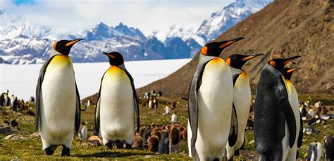 Amazing Antarctica Falklands South Georgia And Antarctic Circle