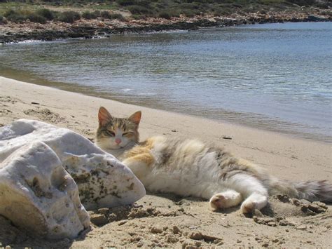 Cat On Vacation On The Beach Image Abyss