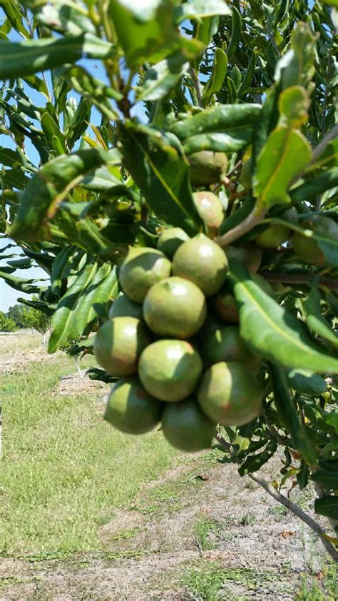Macadamia As An Alternative Crop For Florida UF IFAS Extension