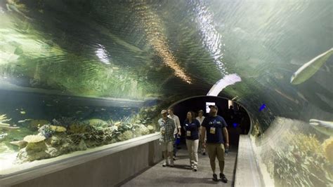 Odysea Aquarium In Scottsdale To Offer Underwater Sea Walk