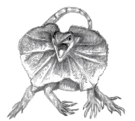 Frilled Neck Lizard Drawing