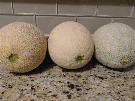 How To Pick Out A Good Honeydew Melon Picking A Good Melon Isnt As