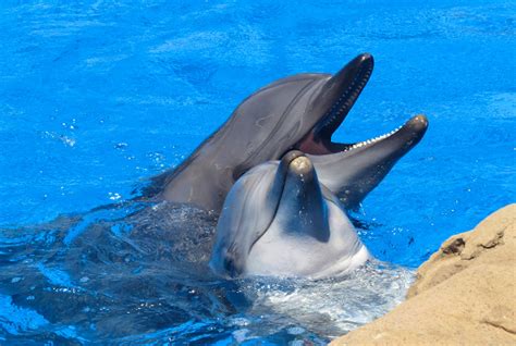 Wildlife Series Shows Dolphins Getting Their High Lonely Planet