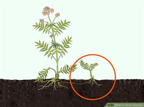 Jan 14, 2020 · starting valerian download article 1. How to Grow Valerian (with Pictures) - wikiHow