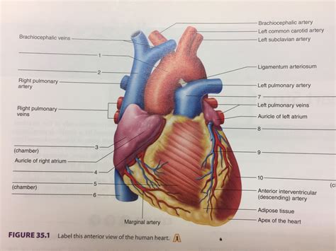 32 Label This Anterior View Of The Human Heart Labels Design Ideas 2020