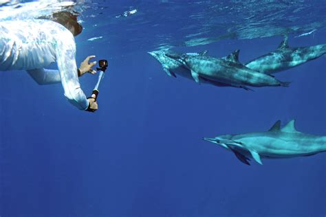 Swim With Dolphin Tours In Oahu Hawaii And You Creations