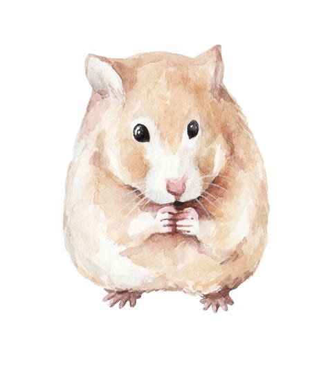 Red Round Hamster Funny Animal Watercolor Drawing Of A Pet 2 Stock