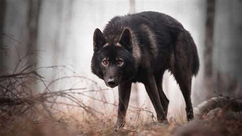 Wallpaper Black Wolf Look At You Forest 1920x1200 Hd