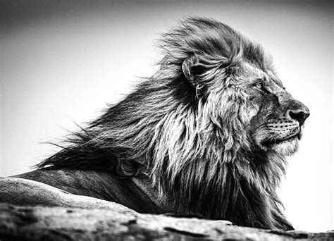 Lion Photography Amazing Photography Large Cats Big Cats African