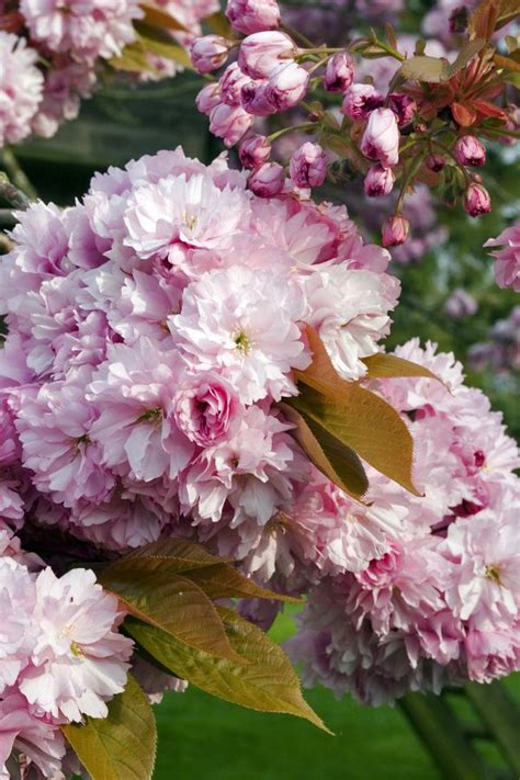 The real wood trunk on these beautiful pink blossom trees still allows your guests to view each other without having blossom at eye level. 5ft Pink Perfection Cherry Blossom Tree | 9L Pot (With ...