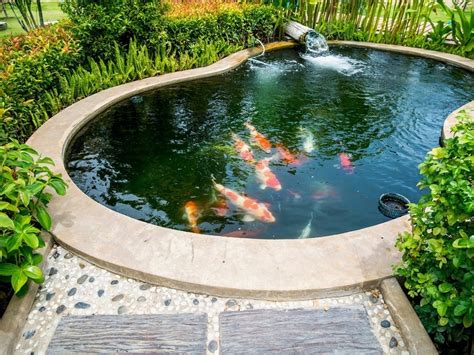 How To Raise Koi Fish In A Pond