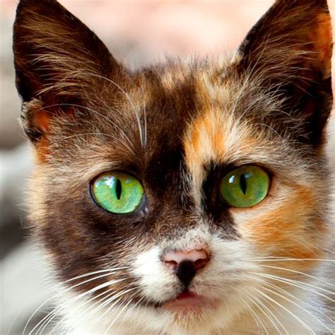 The 25 Best Calico Cat Names Ideas On Pinterest