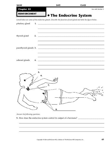 Endocrine System Diagram Worksheet Endocrine System D