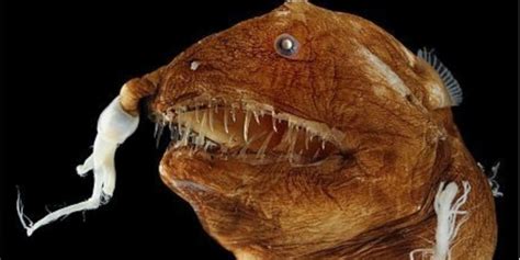 Ugly Fish 11 Of The Ugliest Fish Species With Pics ☣️