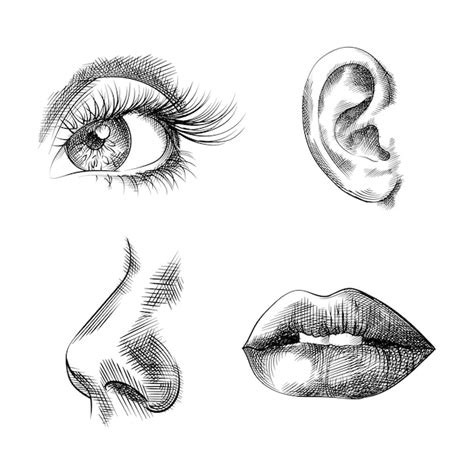 Partes De La Cara Bocetos Dibujados A Mano Ojos O Dos Nariz Labios