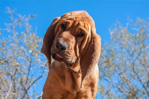 Bloodhound Dog Breed Characteristics And Care