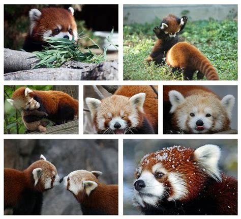 Pabu Red Pandas Are Adorable