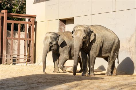 Breaking The National Zoo Introduces Two New Asian Elephants The Wash