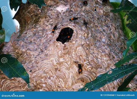 Giant Large Paper Wasp Nest On Tree Stock Photo Image Of Tree Yellow