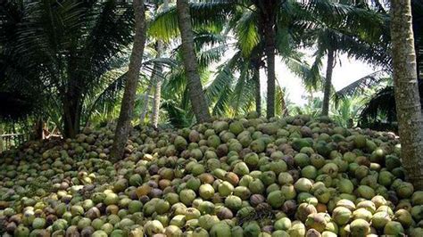 pagpapalaki ng coconut export sa bansa pinagpaplanuhan ng philippine coconut authority rmn