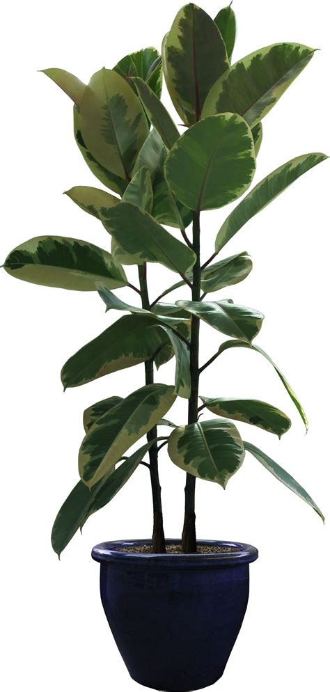 House Plants Png Png Image Collection
