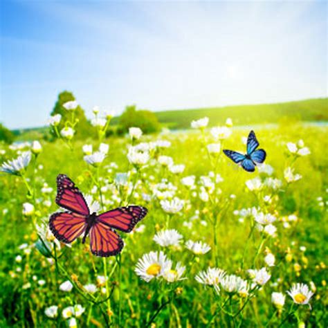 Butterfly Meadows Fragrance Oil Natures Garden Candles