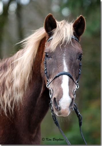 List your horse for free. Brighton Ridge Farm LLC - Gaited Kentucky Mountain Horse ...