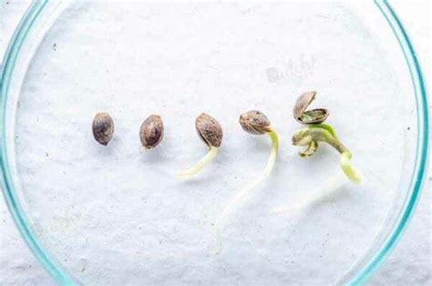 How To Germinate Autoflower Seeds Step By Step Guide Dss