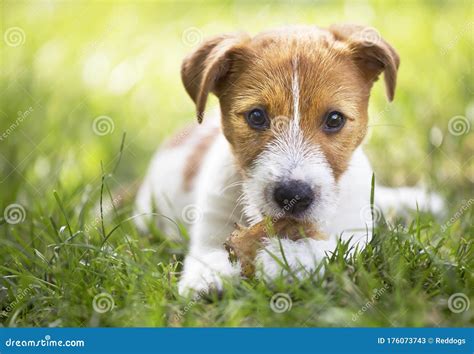 Healthy Happy Pet Dog Puppy Chewing Bone Cleaning Teeth Stock Image