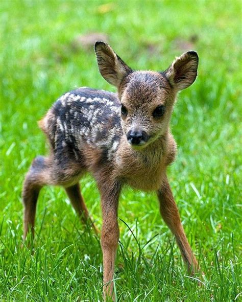 A Baby Deer Standing On Top Of A Lush Green Field