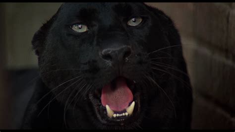 Review Cat People Bd Screen Caps Moviemans Guide To The Movies