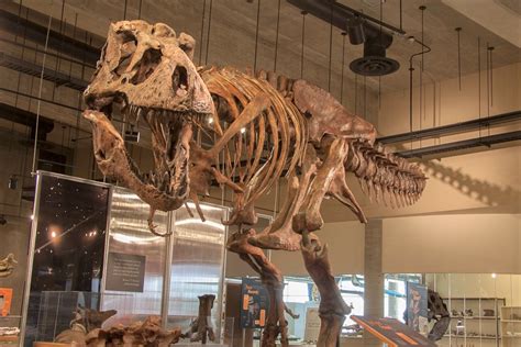 Scotty The Worlds Largest T Rex Is Coming To Regina