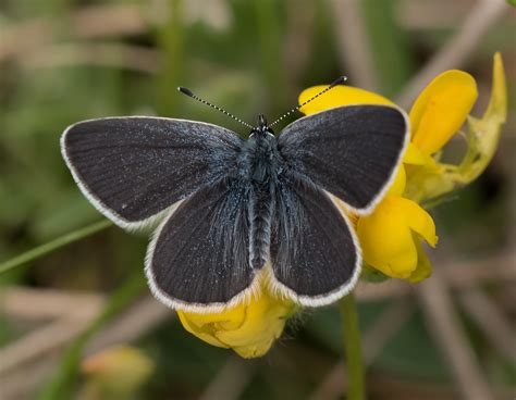 Small Blue Poole Dorset Butterflies