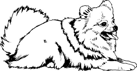 Most relevant best selling latest uploads. SignSpecialist.com - General Decals - pets0115 Pomeranian ...