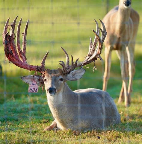 M3 Whitetails Breeder Buck Mcdaddy Looking Pretty Good On Our Texas