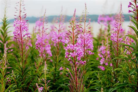 Free Images Meadow Prairie Flower Petal Wild Herb Botany Pink