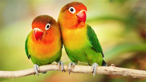 The Best Parrots In The World Beautiful Parrots Hd Images