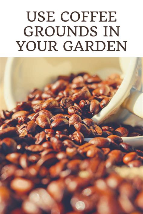 It also makes a great foliar feed you can spray directly on the leaves. Use Coffee Grounds in your Garden | Uses for coffee ...