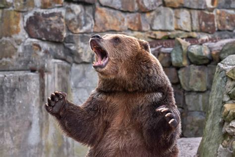 Standing Angry Grizzly Bear