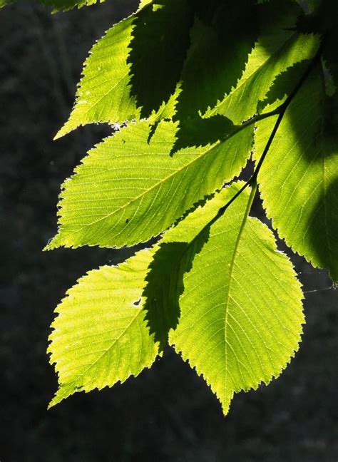 Overlapping Wych Elm Leaves Ray Cannons Nature Notes
