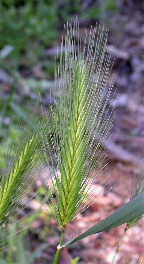 They can carry diseases like rabies, which can be deadly. Foxtail Grass Can Kill Your Dogs