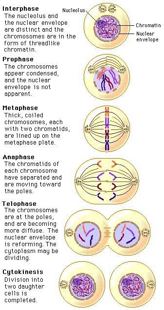Which Stage Of Mitosis Takes The Longest What Is The Longest Stage Of