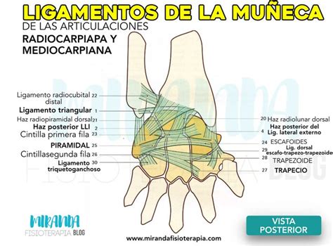 Ligamentos De La Muñeca Anatomia Y Fisiologia Humana Anatomia Y